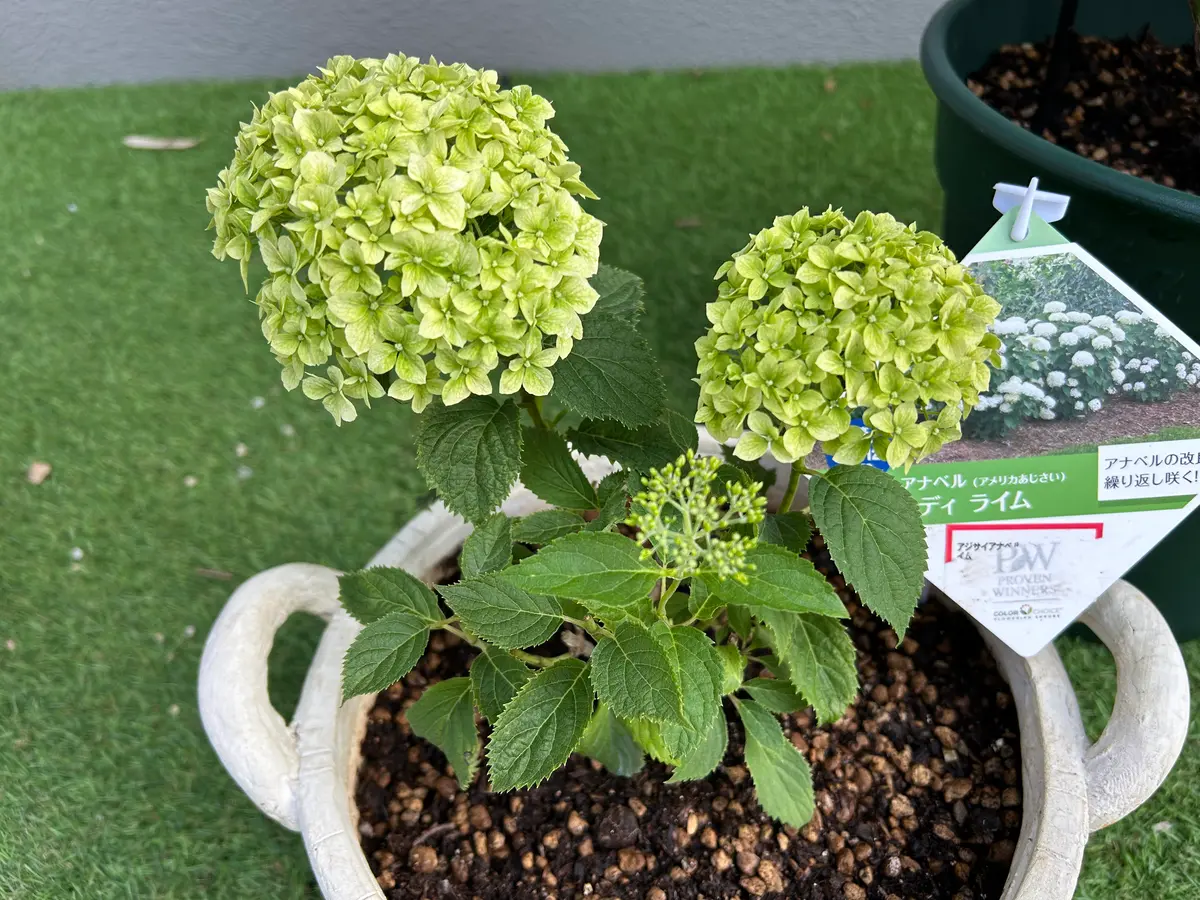 PWアナベルミディライムの開花苗を購入した記録｜そだレポ（栽培