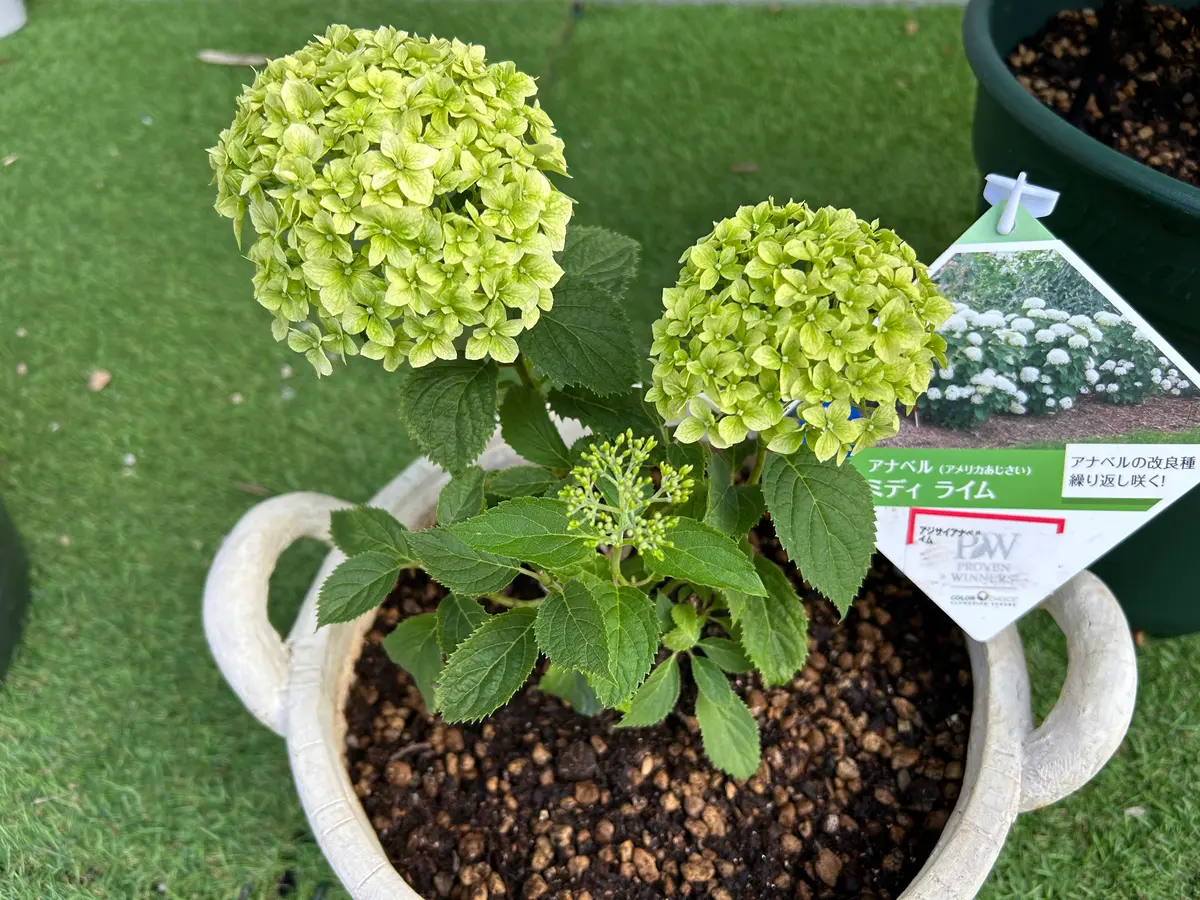 PWアナベルミディライムの開花苗を購入した記録｜そだレポ（栽培