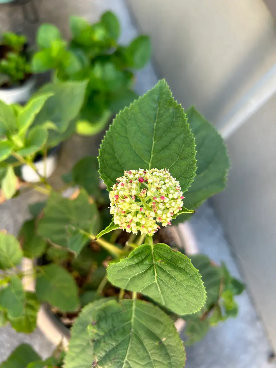 アナベルが好き 初アナベル⭐︎PWアナベルプティガーネット｜そだレポ（栽培レポート