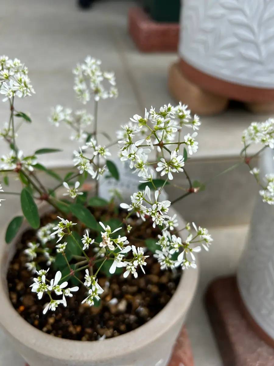 夏の暑さに負けない植物を求めて⭐︎PWユーフォルビアダイアモンド