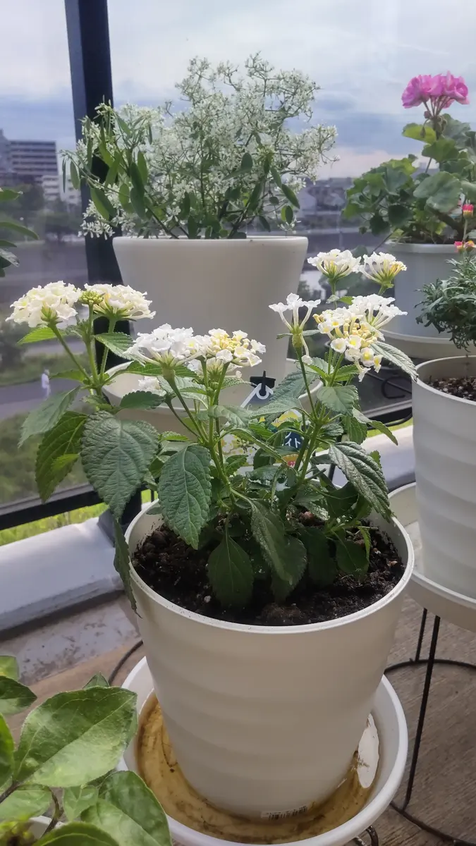 サマーガーデンの締めはやっぱりランタナ｜そだレポ（栽培レポート）by