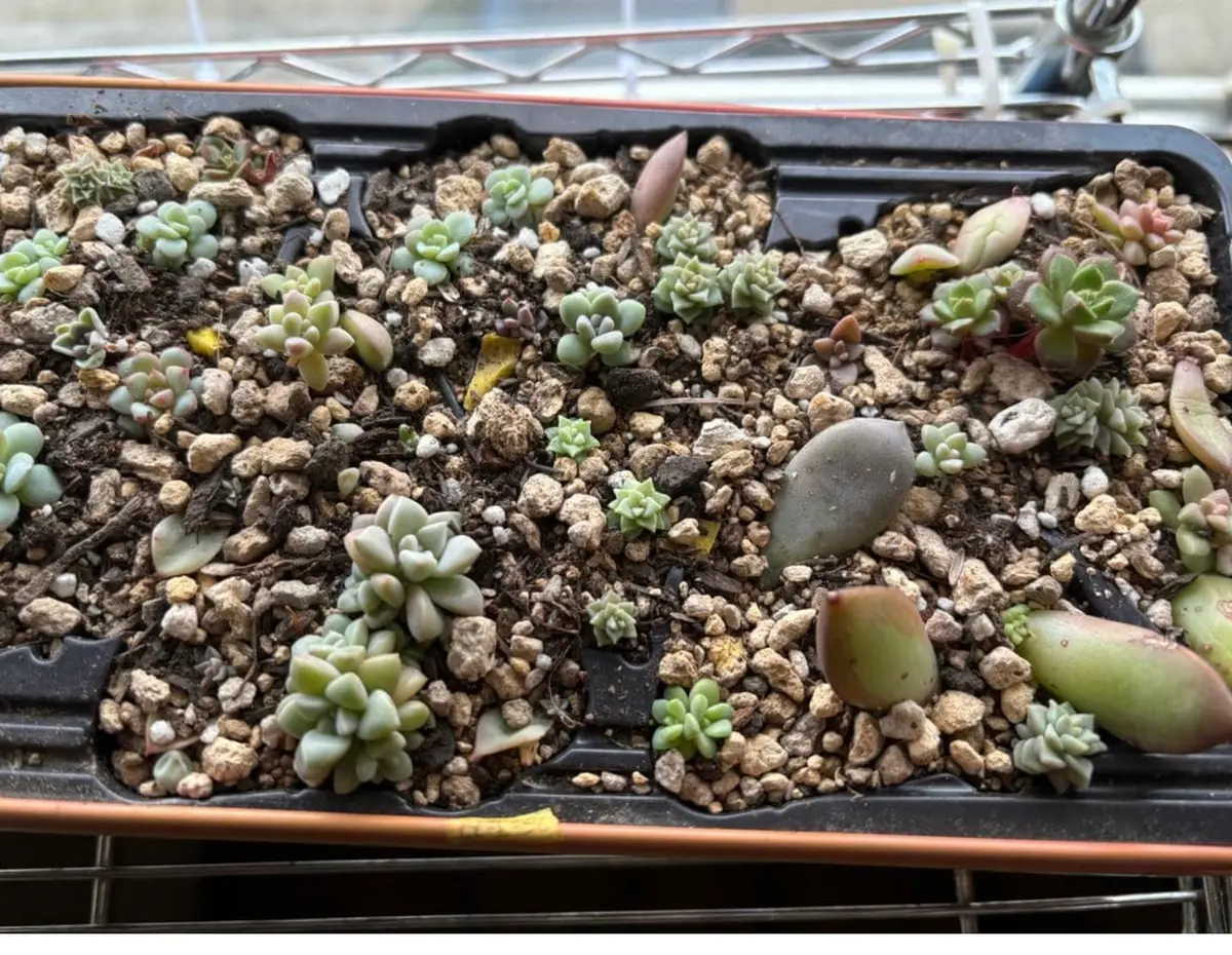 多肉植物 葉挿し成長日記｜そだレポ（栽培レポート）byPoohhhh｜みんなの趣味の園芸
