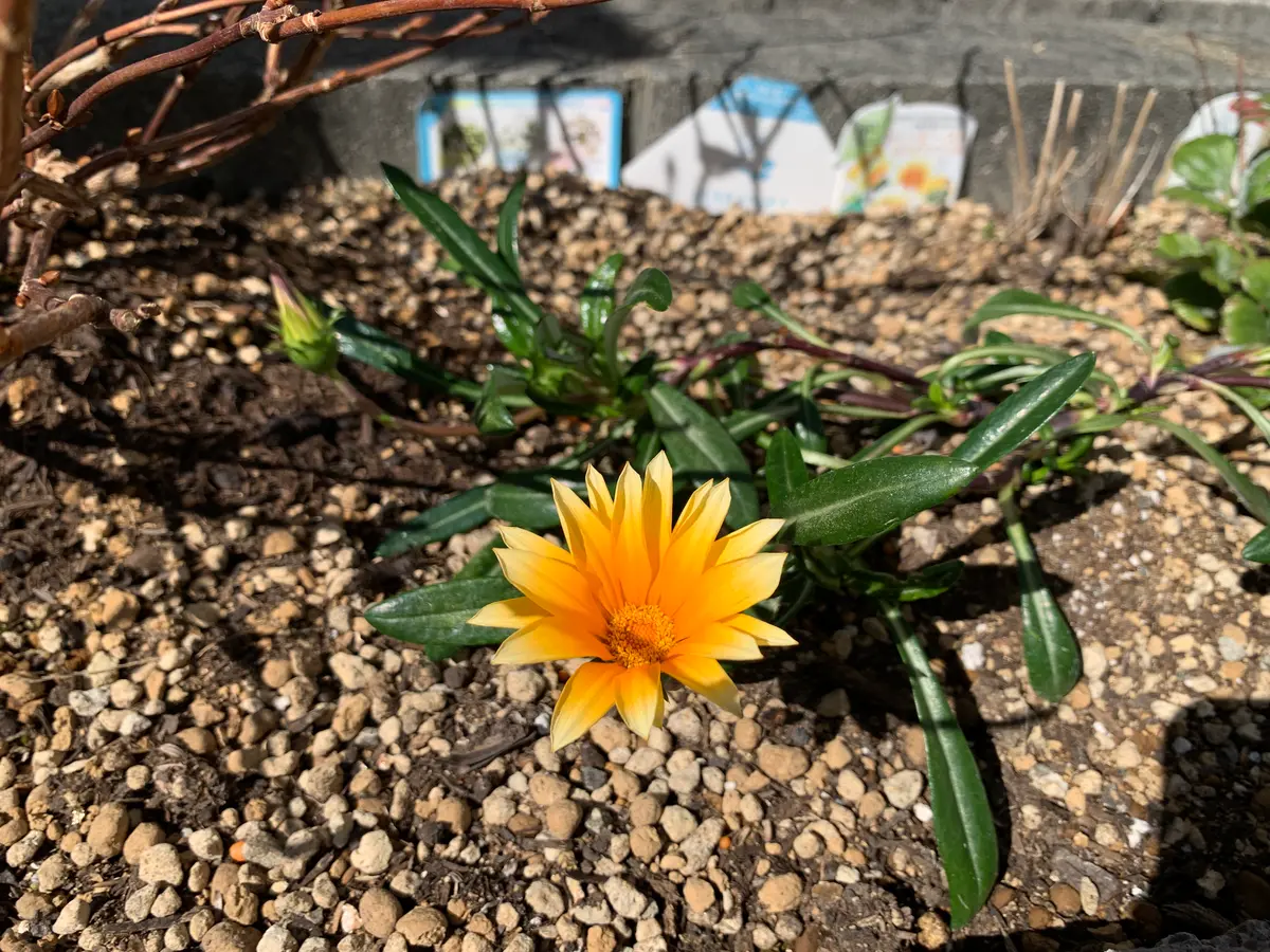 庭が明るく見える花色⭐︎PWガザニアビーストを育てる｜そだレポ（栽培