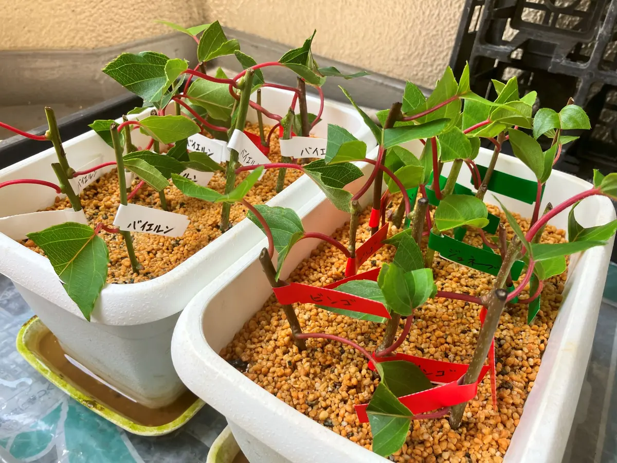 サルナシの緑枝挿し｜そだレポ（栽培レポート）byヒデ3｜みんなの趣味