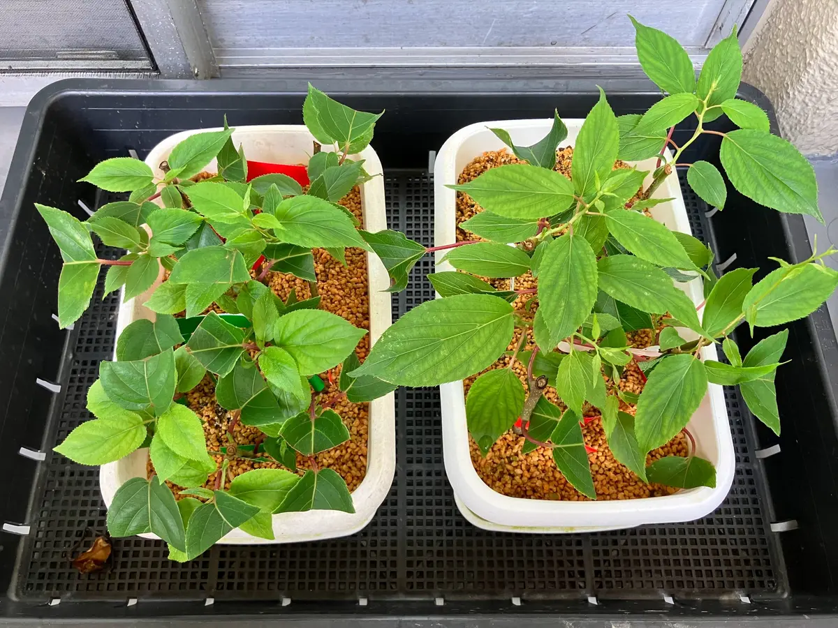 サルナシの緑枝挿し｜そだレポ（栽培レポート）byヒデ3｜みんなの趣味