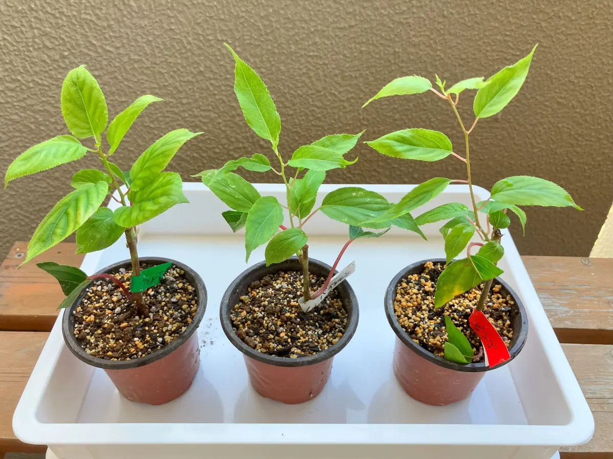 サルナシの緑枝挿し｜そだレポ（栽培レポート）byヒデ3｜みんなの趣味