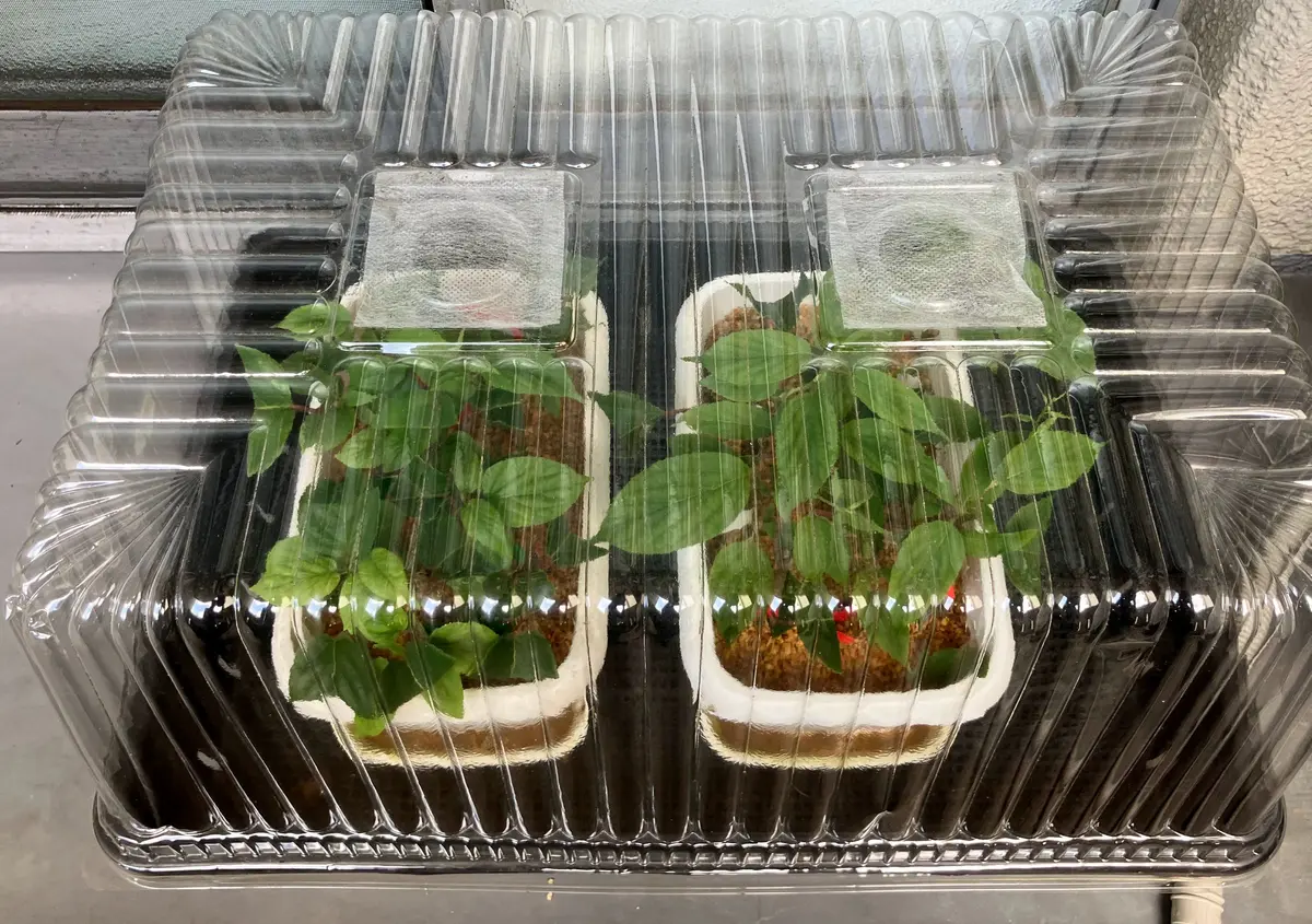 サルナシの緑枝挿し｜そだレポ（栽培レポート）byヒデ3｜みんなの趣味