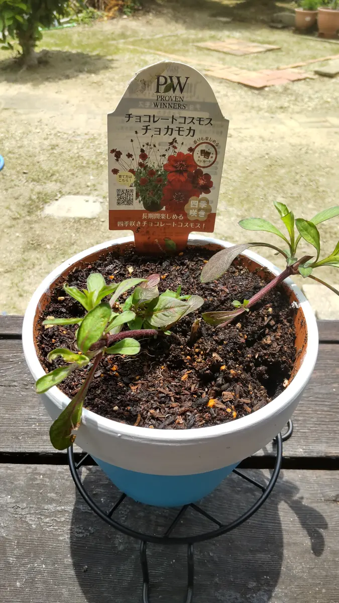 2024年チョコレートコスモス成長録｜そだレポ（栽培レポート）by