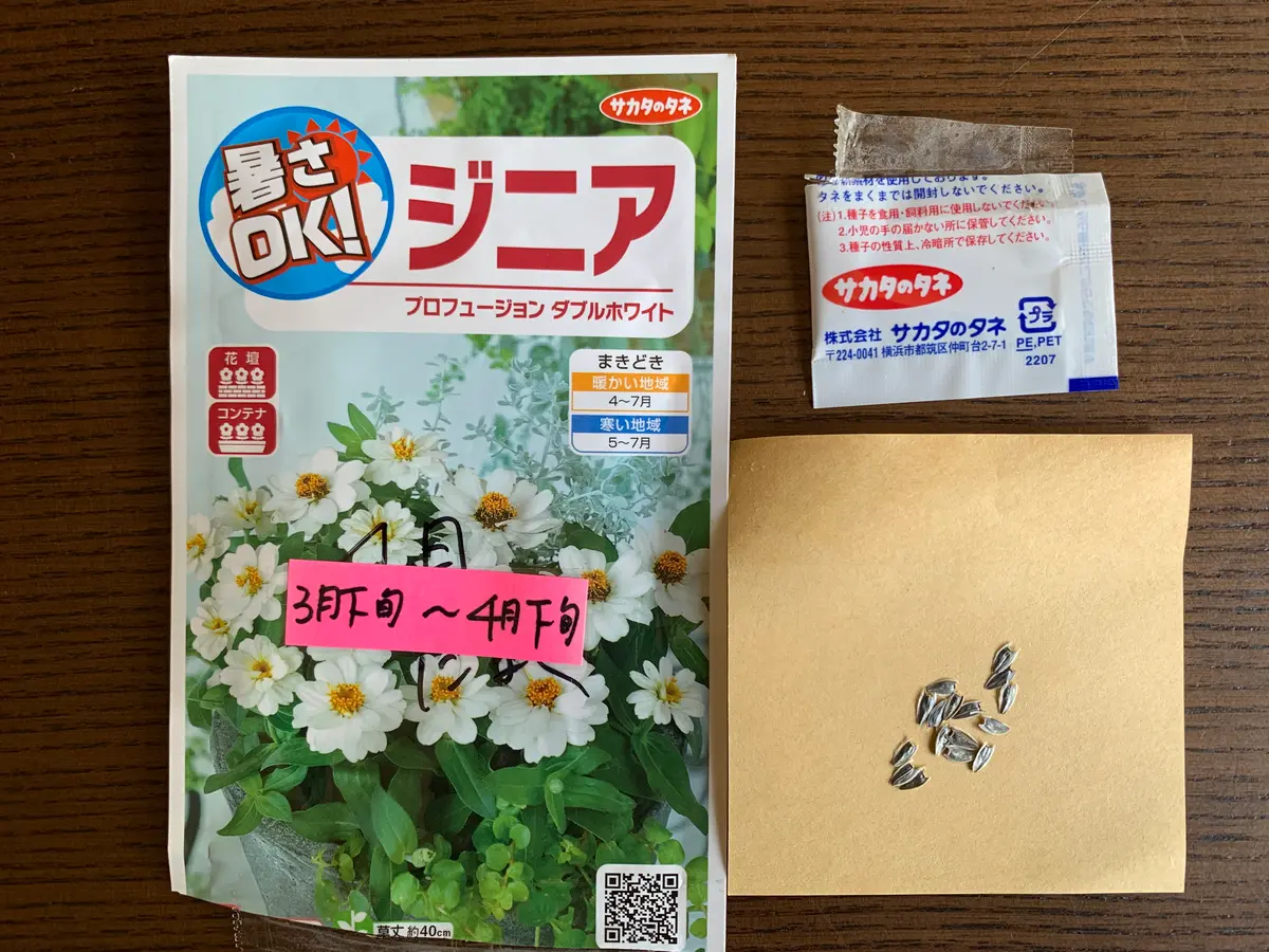 6月なのにジニアの種を蒔く（白のお花を見たいから）｜そだレポ（栽培