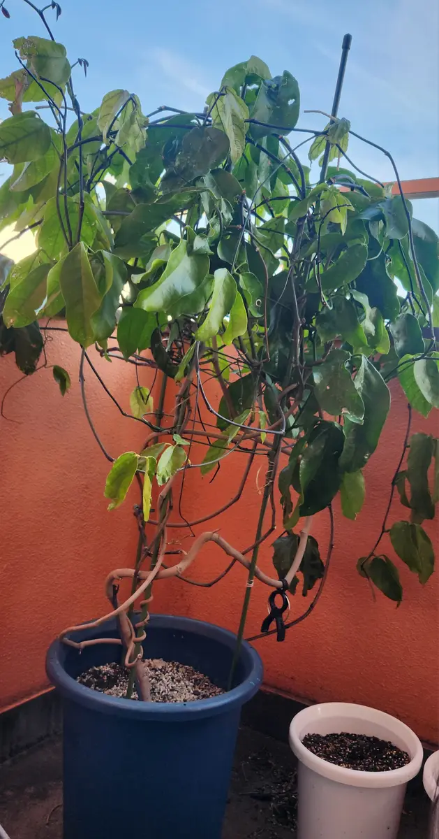ヒスイカズラ 鉢植え