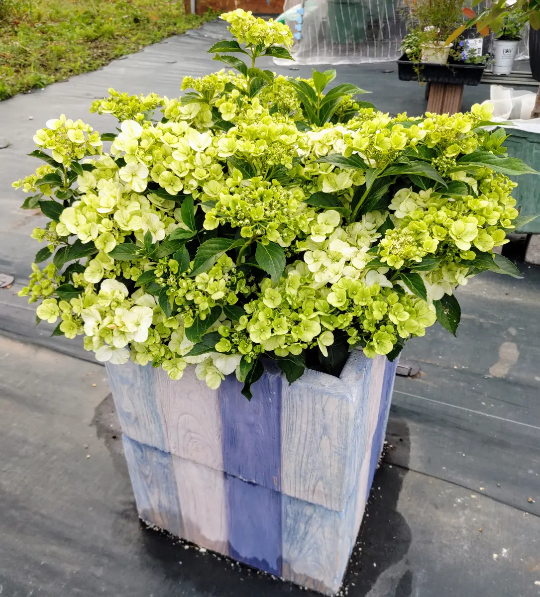 紫陽花3苗セット　シャンデリーニ&クリスタルヴェール2 &オーロランジュ　鉢ごと クリスタルヴェール＋シャンデリーニ ベビーからスタート｜そだレポ