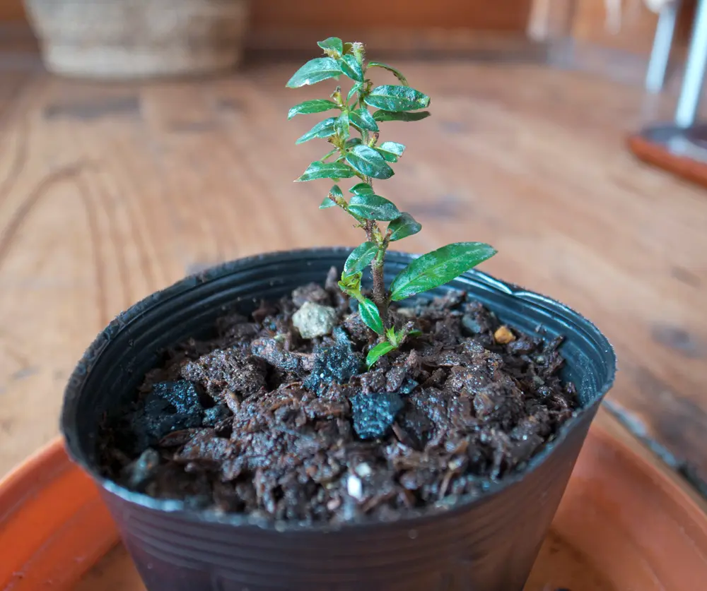 クフェア・ヒッソピフォリアの挿し木に挑戦｜そだレポ（栽培レポート