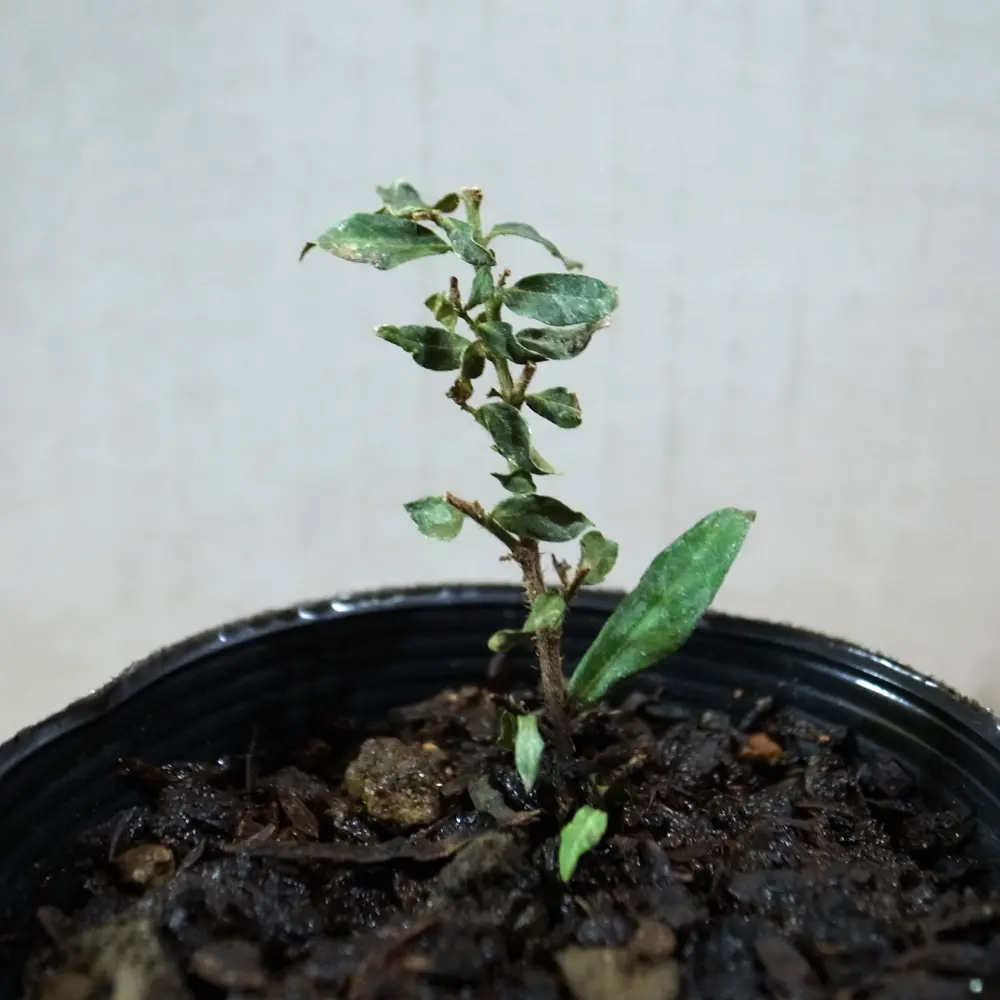 クフェア・ヒッソピフォリアの挿し木に挑戦｜そだレポ（栽培レポート