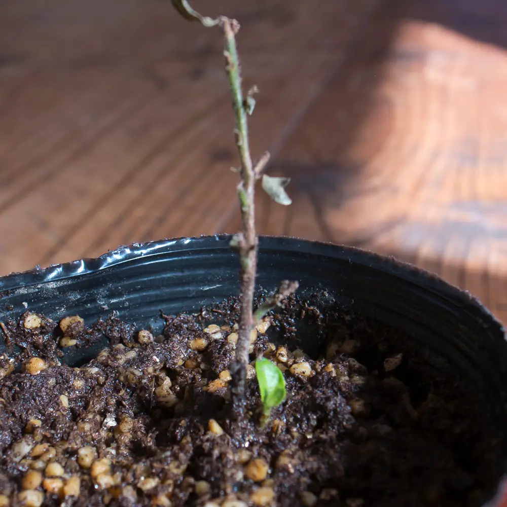 クフェア・ヒッソピフォリアの挿し木に挑戦｜そだレポ（栽培レポート