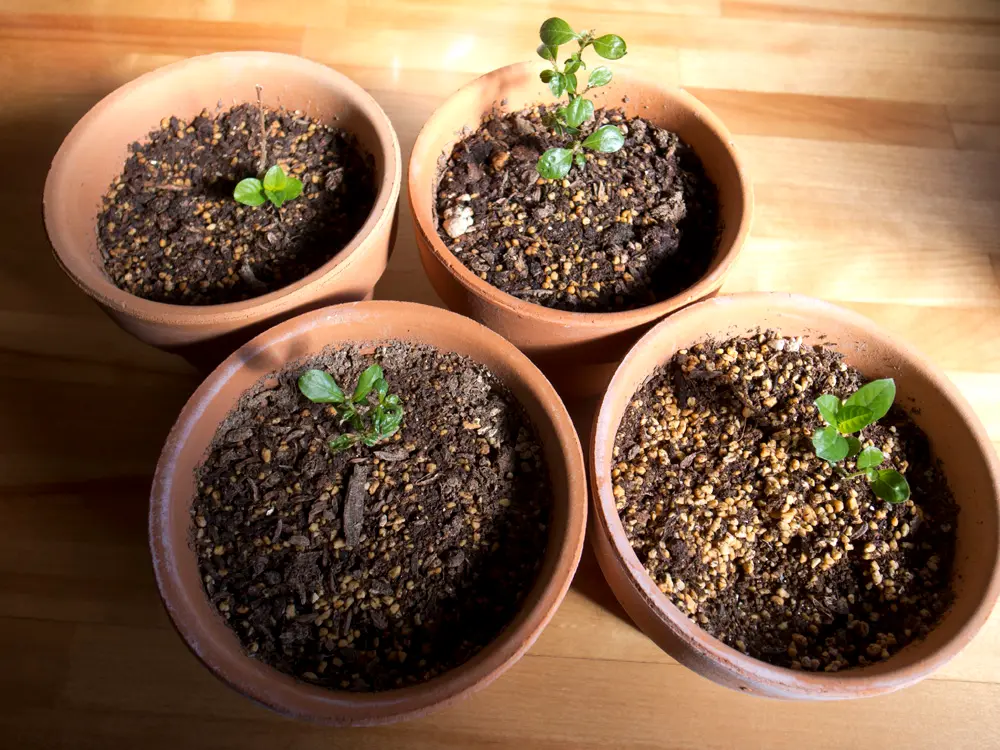 クフェア・ヒッソピフォリアの挿し木に挑戦｜そだレポ（栽培レポート