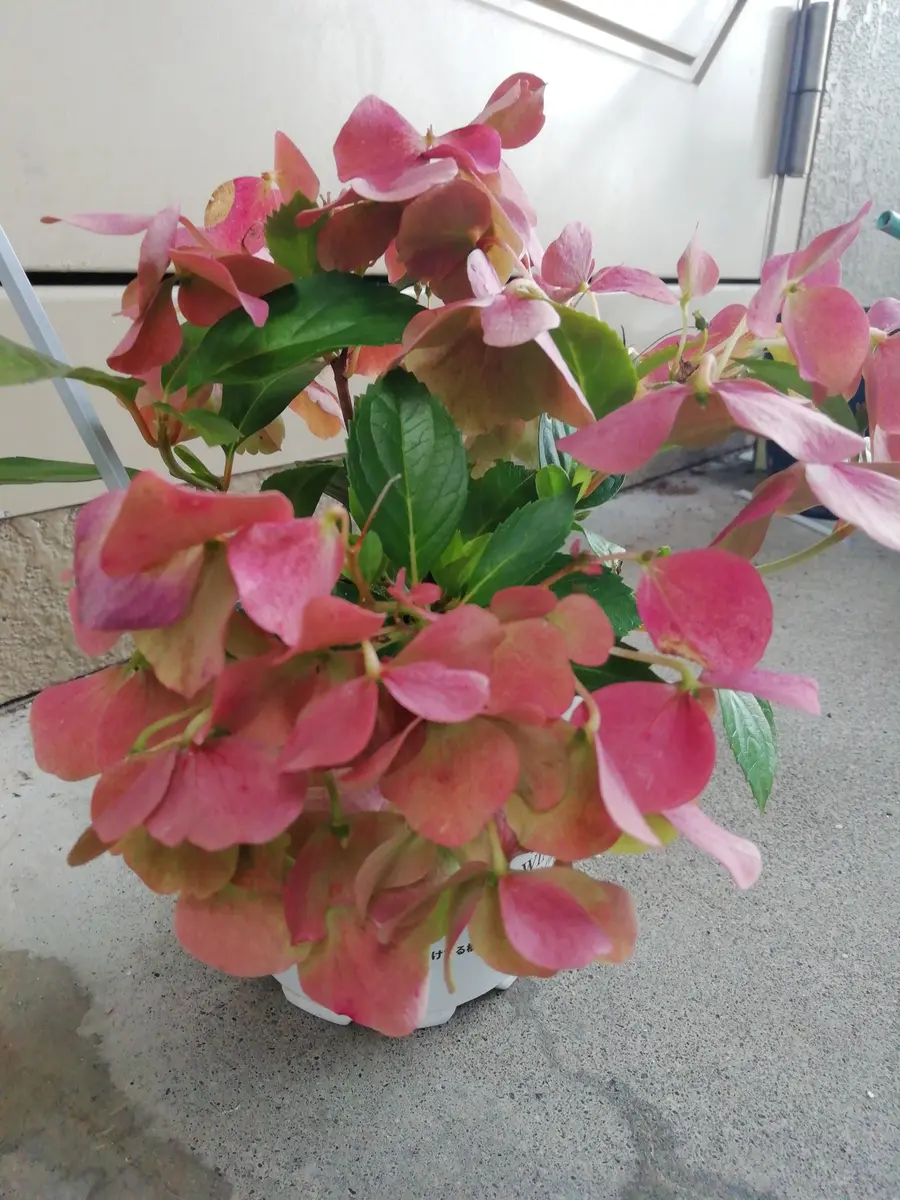 クリスタルヴェール2ベビー苗👶の成長記録📝｜そだレポ（栽培レポート