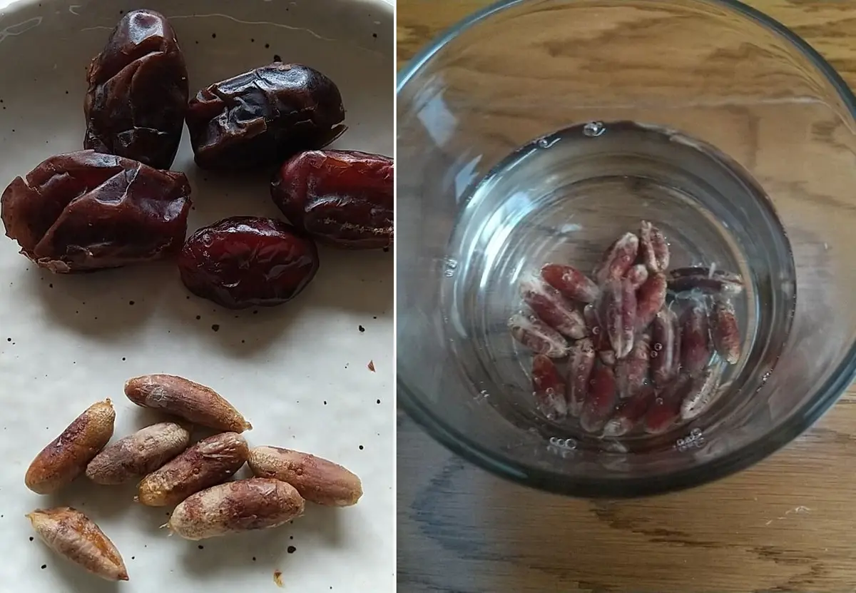 デーツ（ナツメヤシ）の種を育ててみる｜そだレポ（栽培レポート）by