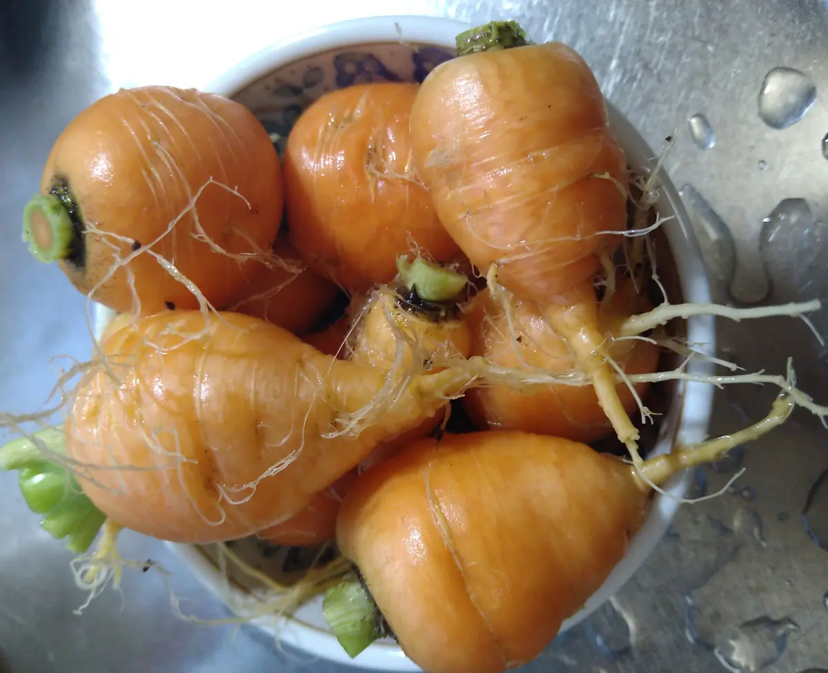 完結🌻】なぜか短くなってしまう？人参のリベンジ栽培｜そだレポ（栽培