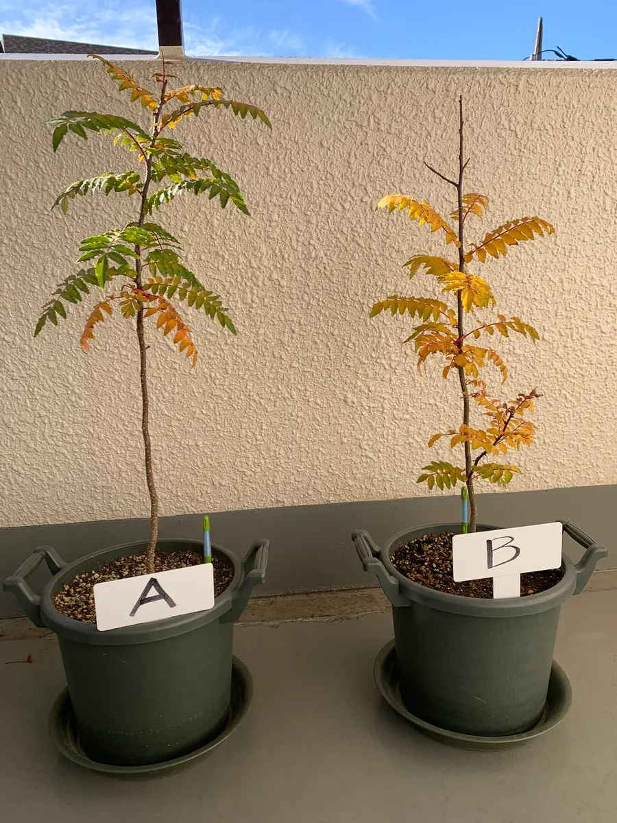 山椒の苗木をベランダ（鉢植え）で育てる｜そだレポ（栽培レポート）by