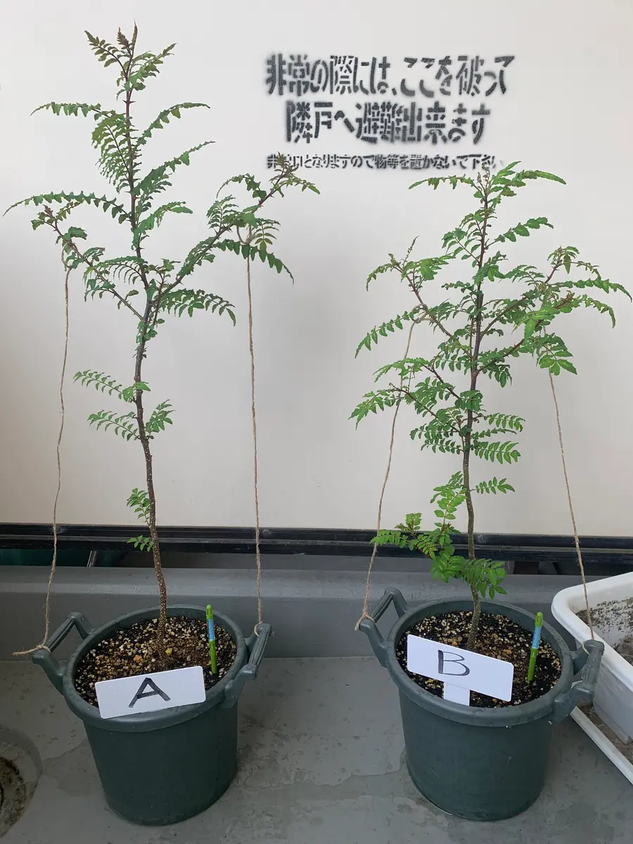 枝を誘引「山椒の苗木をベランダ（鉢植え）で育てる」-そだレポ