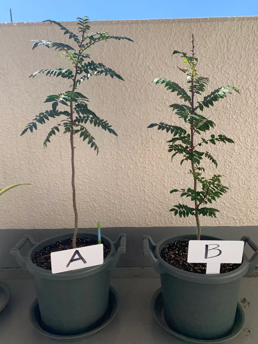 山椒の苗木をベランダ（鉢植え）で育てる｜そだレポ（栽培レポート）by