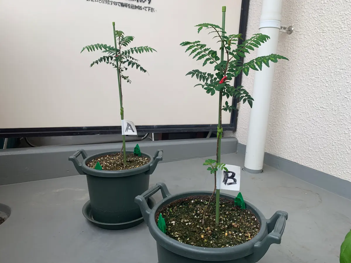 無農薬 朝倉山椒 鉢ごと発送 無農薬 朝倉山椒 鉢ごと発送 朝倉サンショウ 山椒苗木