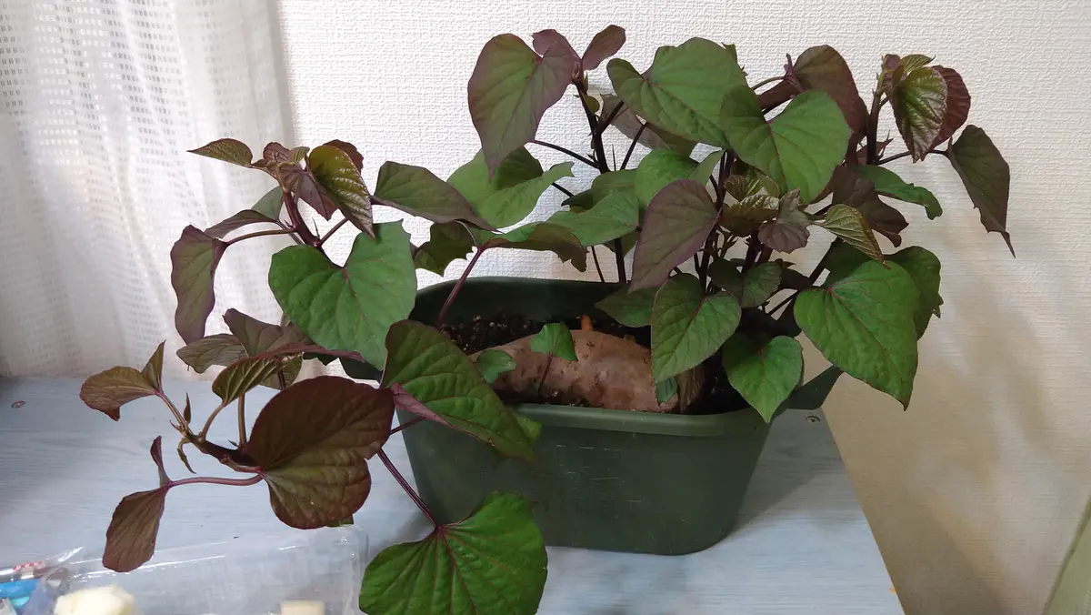ベニはるか芋苗1200本 （楽天市場】【サツマイモ苗】【べに