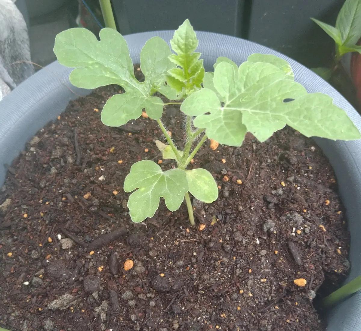 スイカ の 種 植える