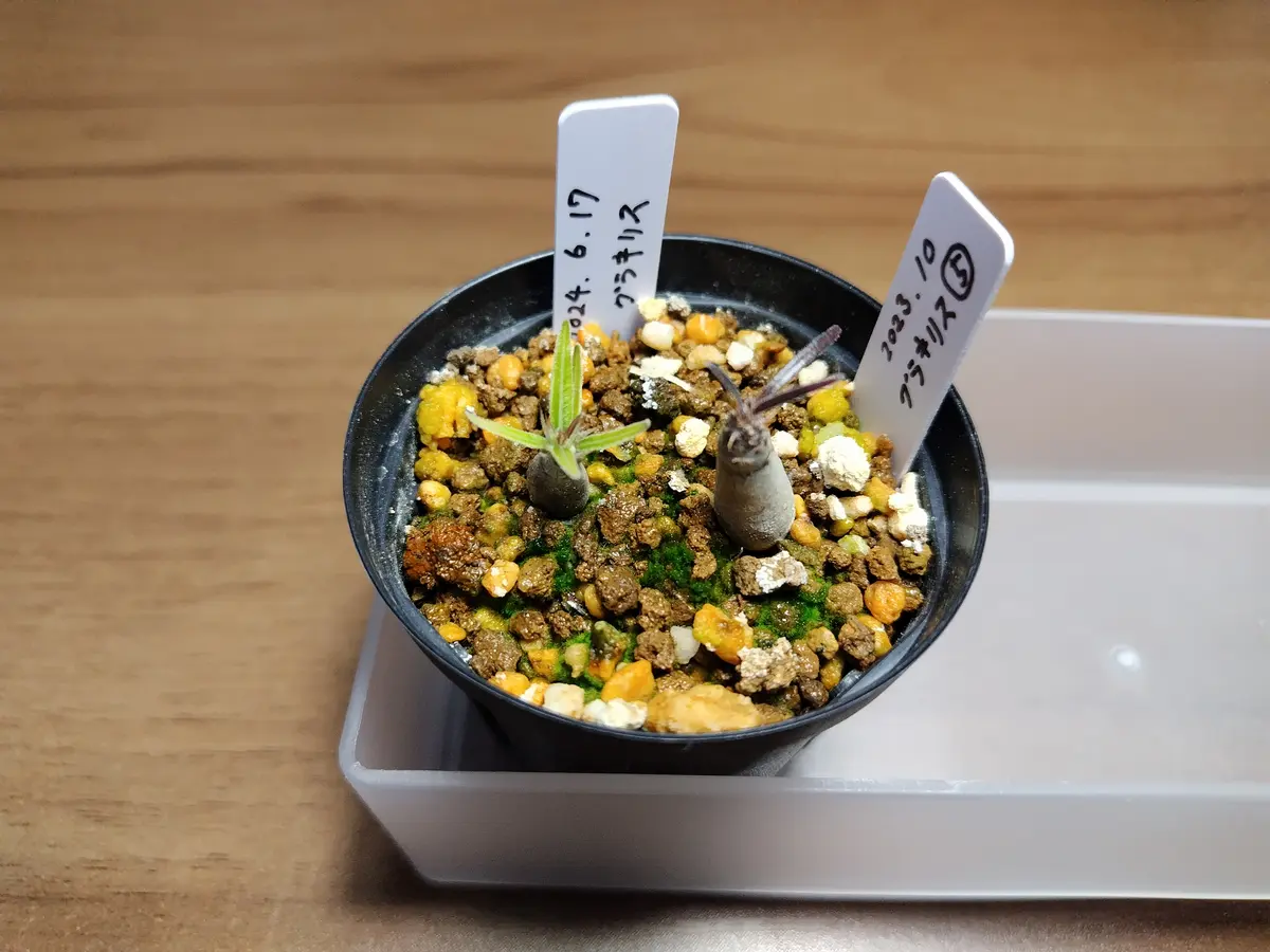 グラキリス種子 150粒 前後 播種実験済 種子】パキポディウム・グラキリス 現地株 自家2025 10s Pachypodium