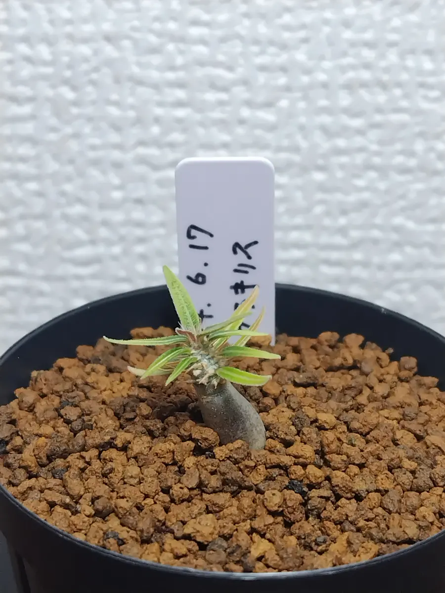 発芽難グラキリス 実生 2024/6/17播種｜そだレポ（栽培レポート）by