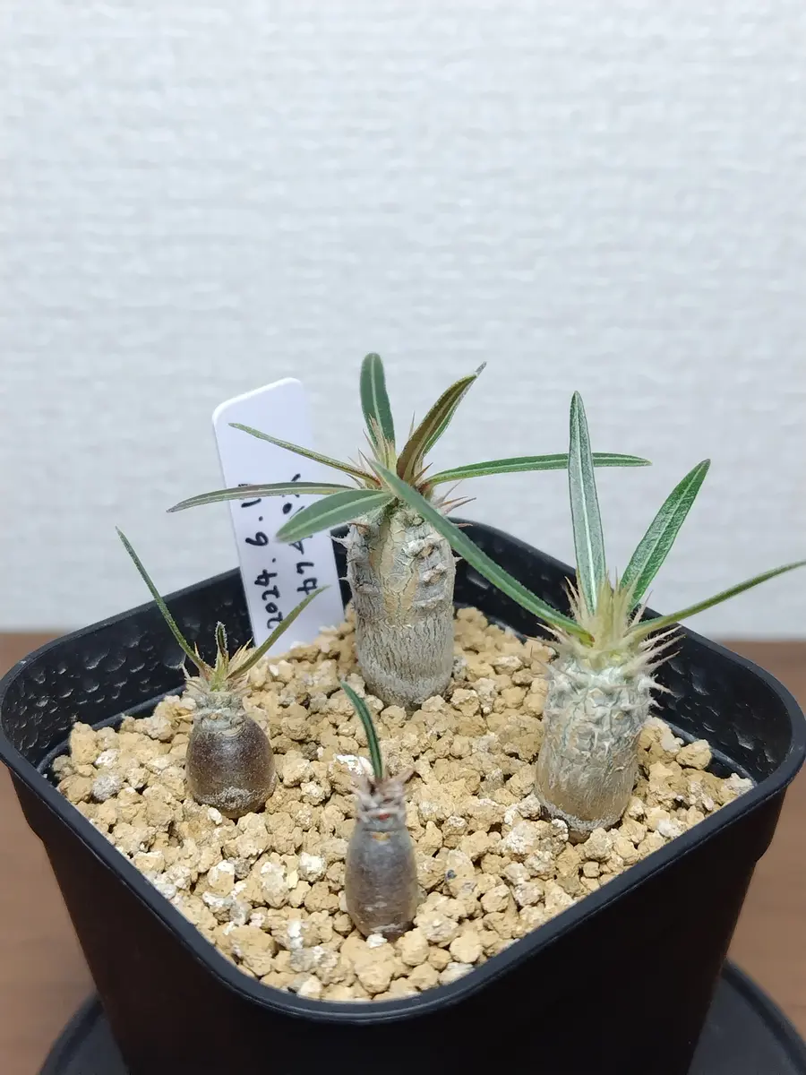 カクチぺス 実生 2024/6/17播種|そだレポ(栽培レポート)by カクチぺス 実生 2024/6/17播種|そだレポ(栽培レポート)by