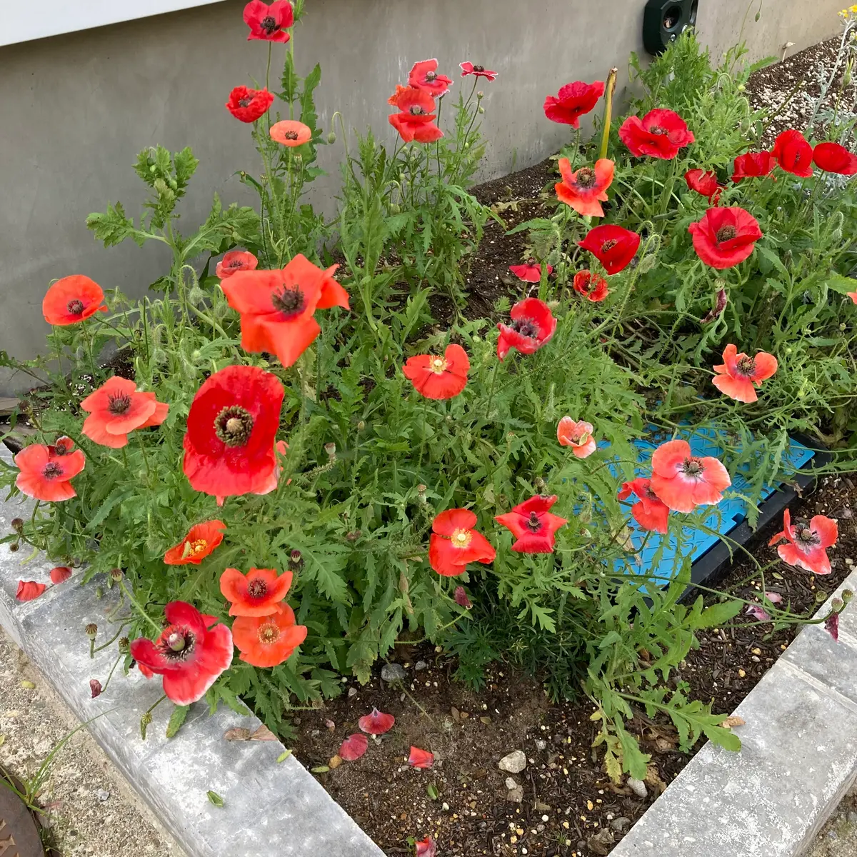 アイスランドポピーとひなげしの種を花壇に直まき｜そだレポ（栽培