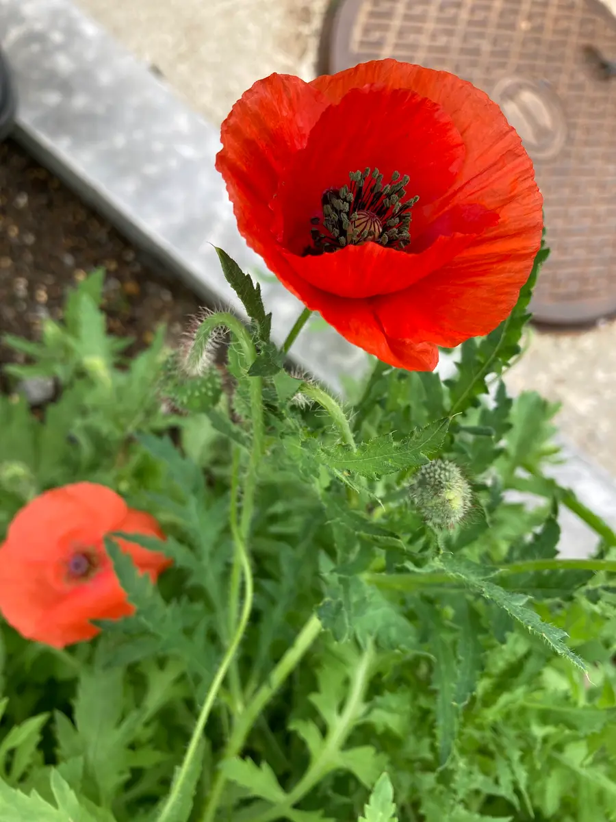 アイスランドポピーとひなげしの種を花壇に直まき｜アイスランドポピー