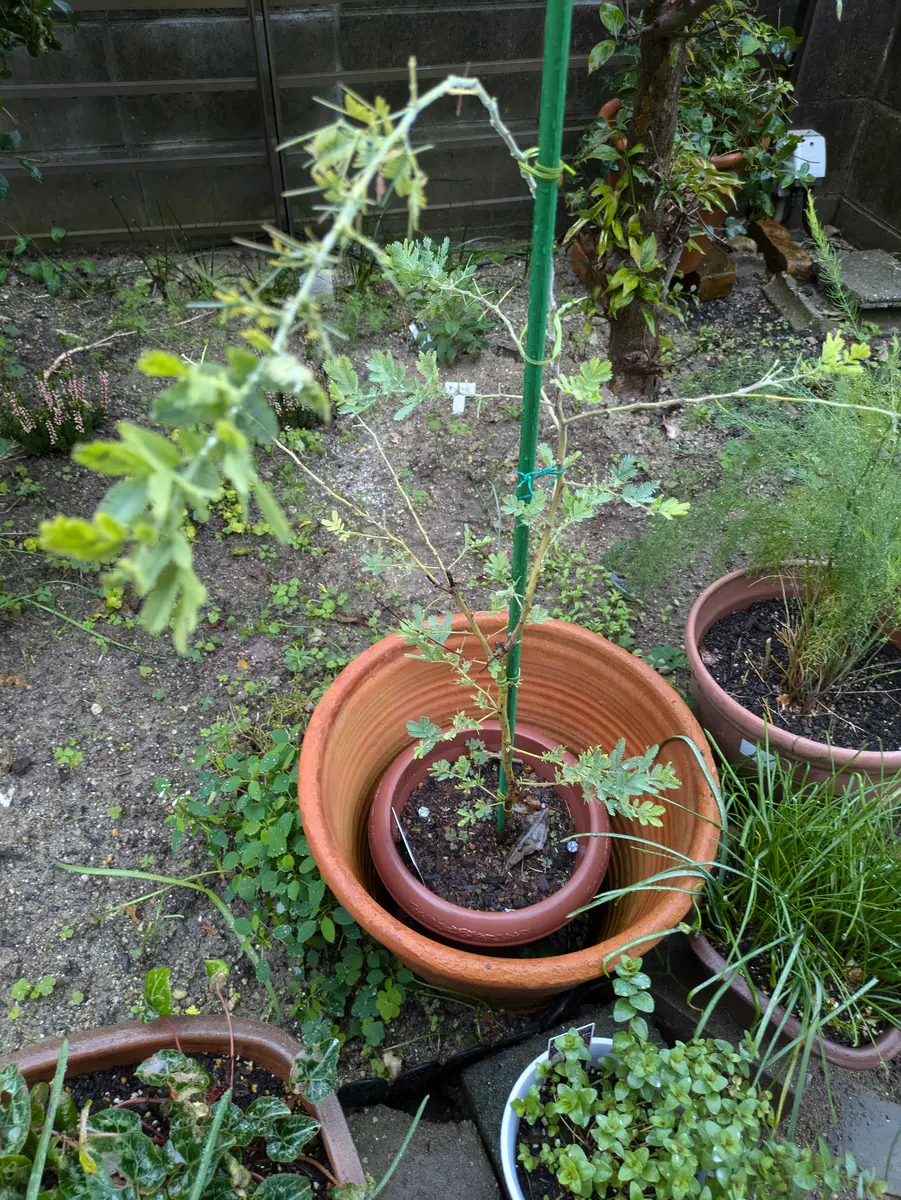 2024年ミモザ養生成長録｜そだレポ（栽培レポート）byリーフーミン