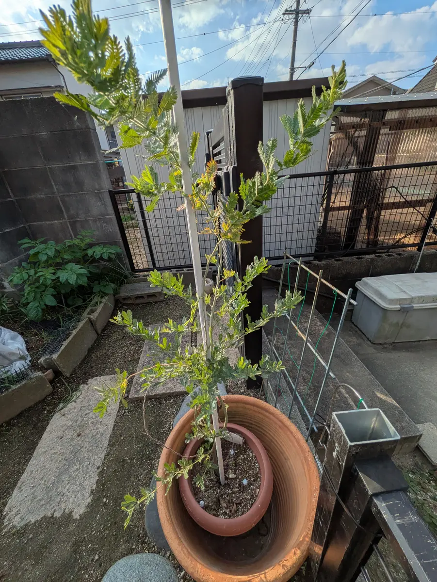 2024年ミモザ養生成長録｜そだレポ（栽培レポート）byリーフーミン