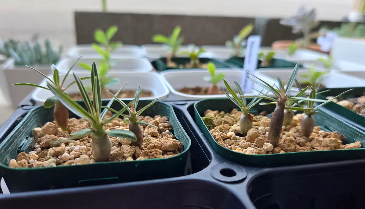 □[Y142]cactipes カクチペス 実生苗多肉植物 Pachypodium
