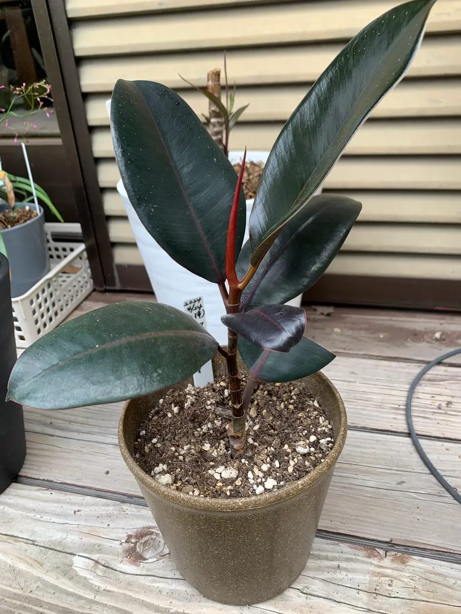 フィカス・バーガンディの挿し芽に挑戦する💪｜そだレポ（栽培レポート