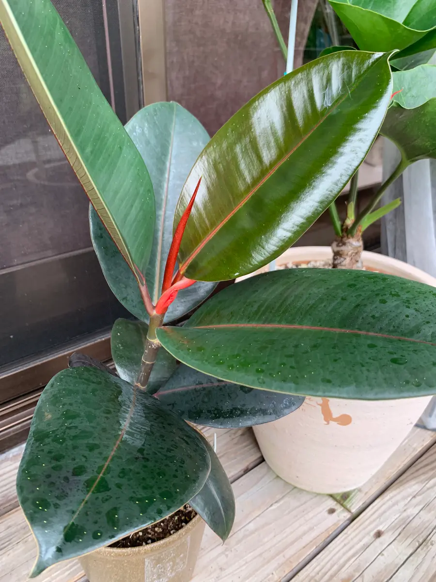 フィカス・バーガンディの挿し芽に挑戦する💪｜そだレポ（栽培レポート