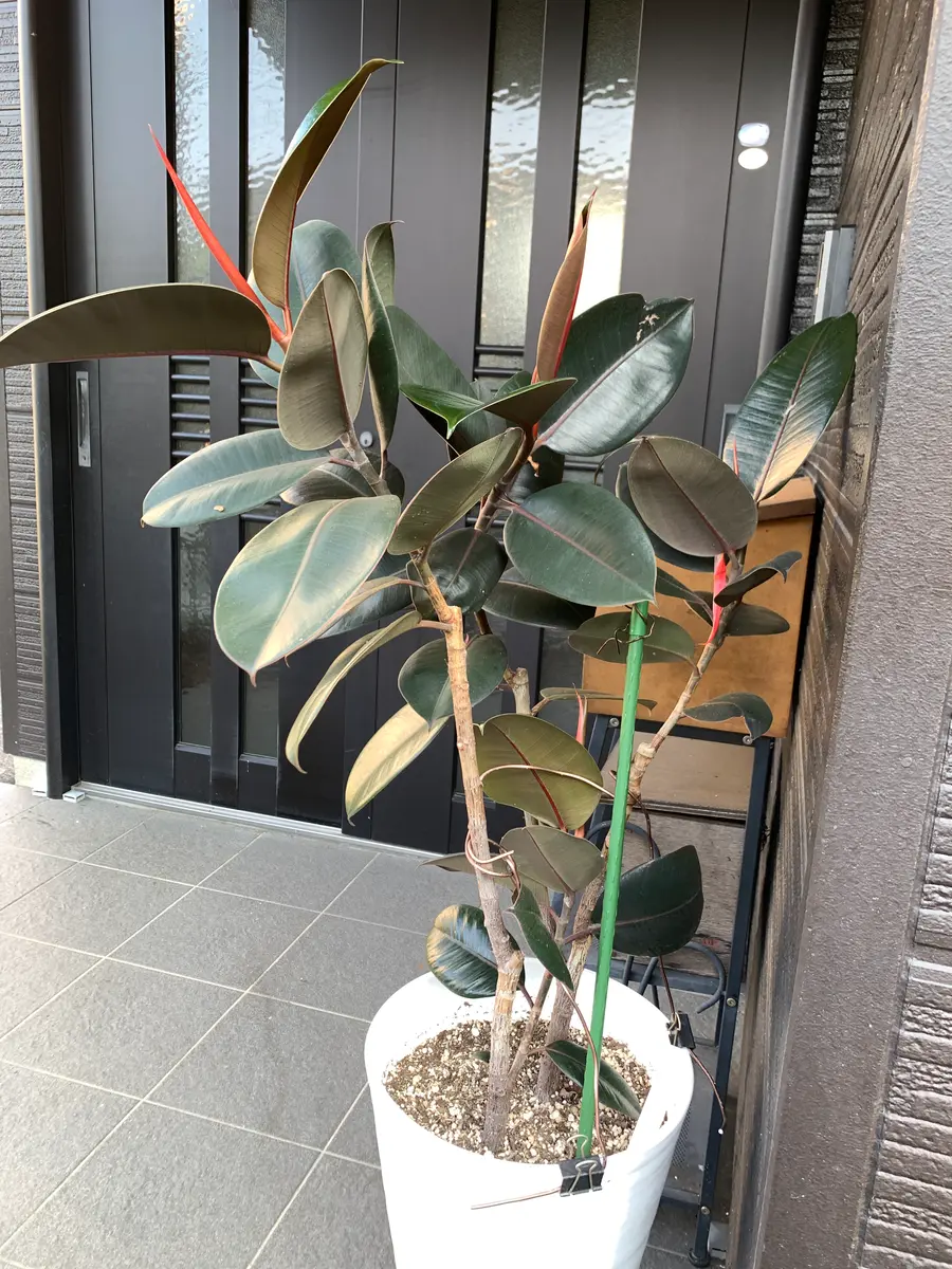 フィカス・バーガンディの挿し芽に挑戦する💪｜そだレポ（栽培レポート