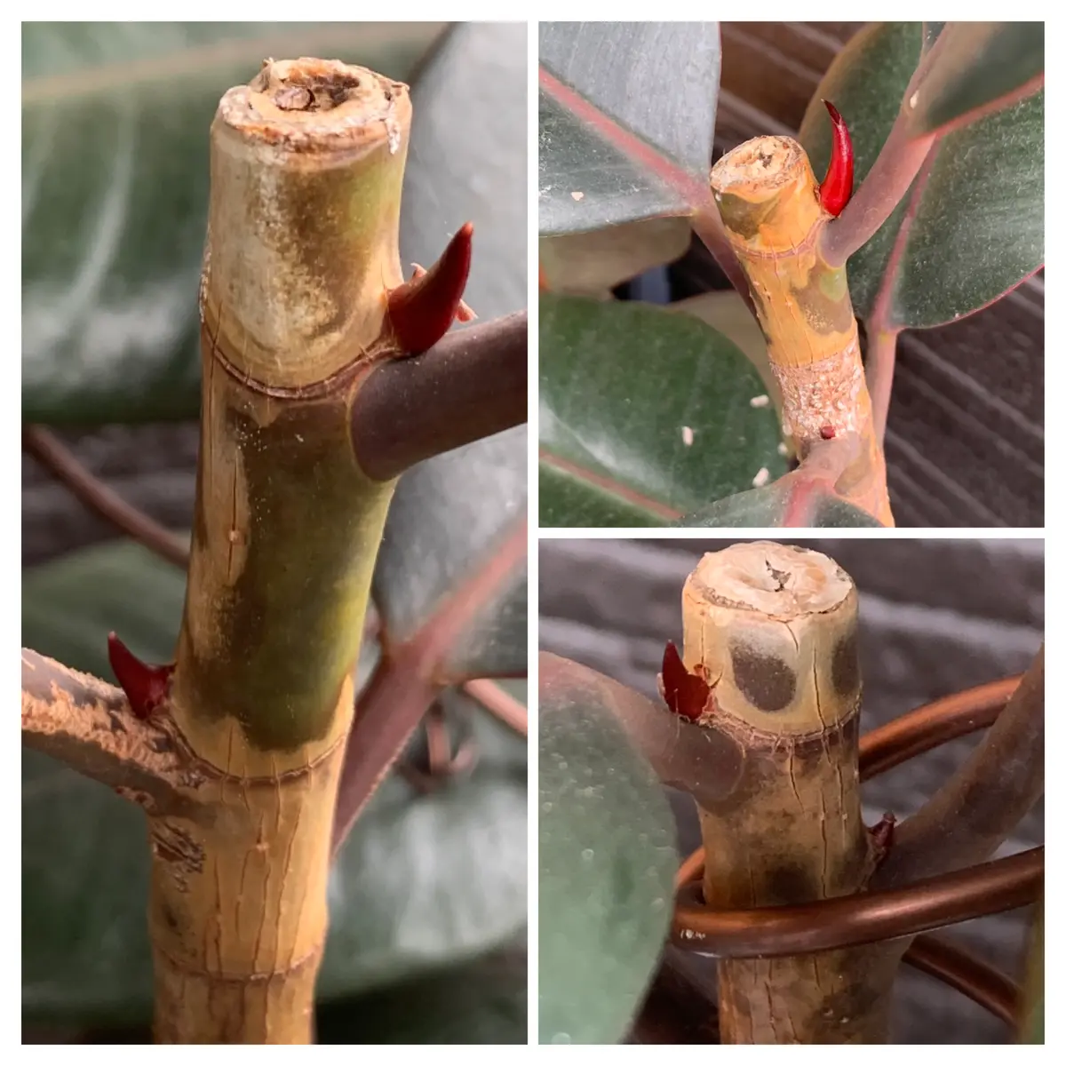 フィカス・バーガンディの挿し芽に挑戦する💪｜そだレポ（栽培レポート