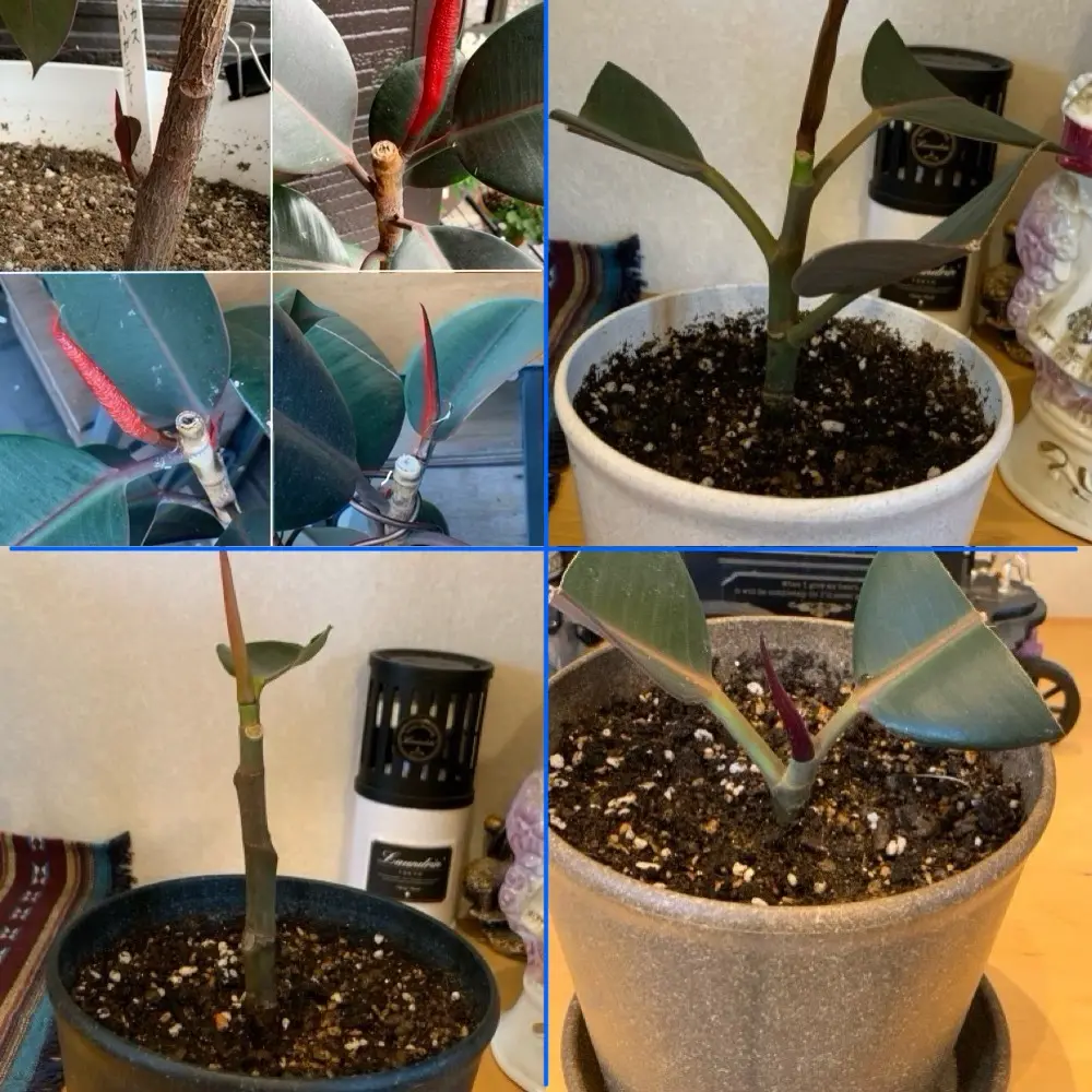 フィカス・バーガンディの挿し芽に挑戦する💪｜そだレポ（栽培レポート