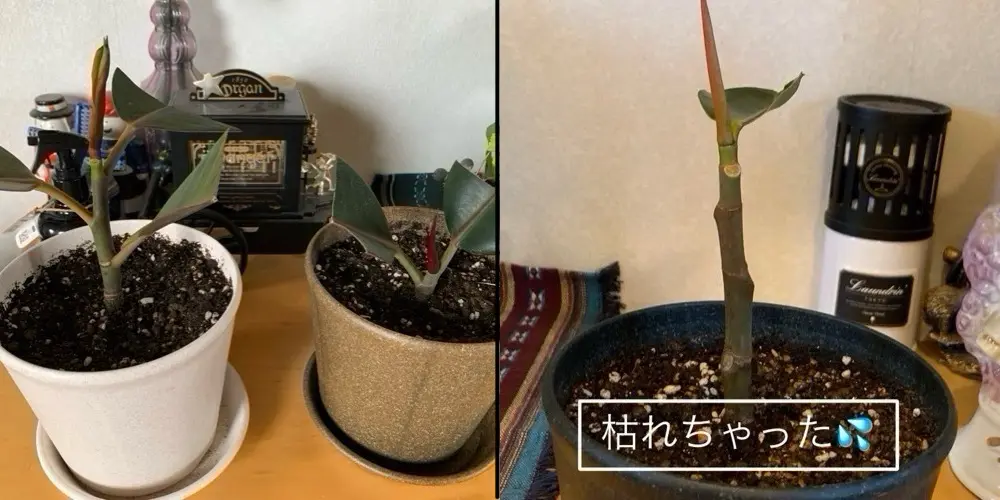 フィカス・バーガンディの挿し芽に挑戦する💪｜そだレポ（栽培レポート