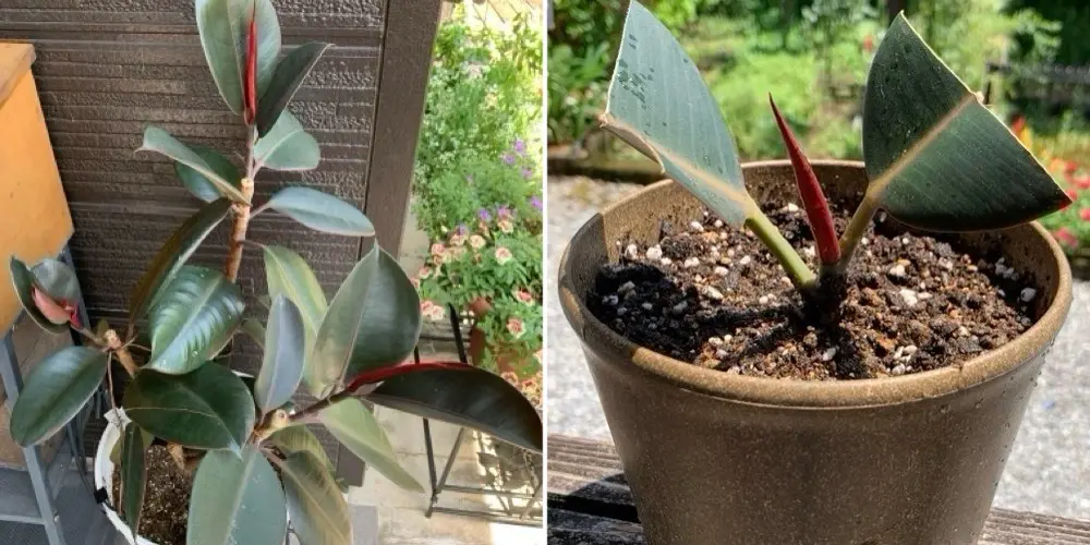 フィカス挿し穂3種 フィカス・バーガンディの挿し芽に挑戦する💪｜そだレポ（栽培レポート