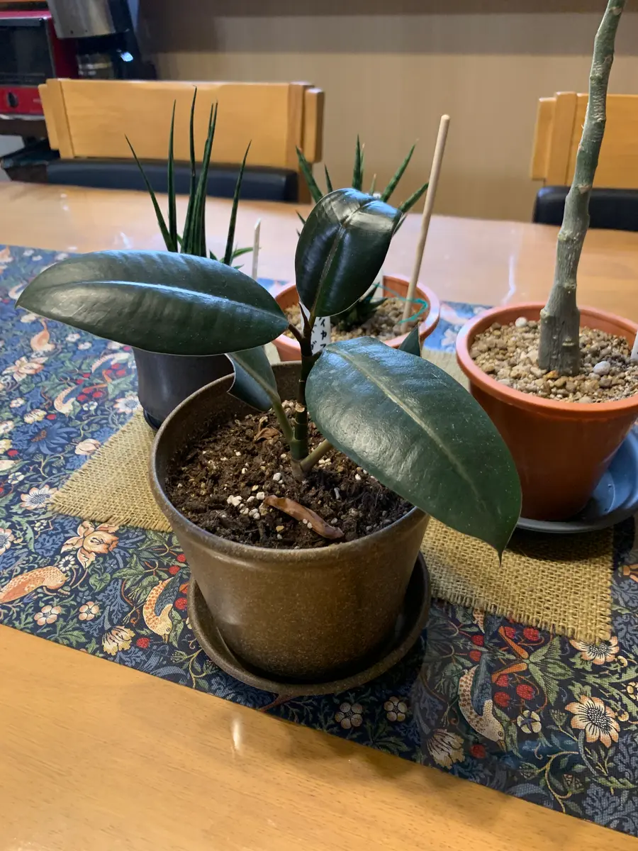 フィカス・バーガンディの挿し芽に挑戦する💪｜そだレポ（栽培レポート