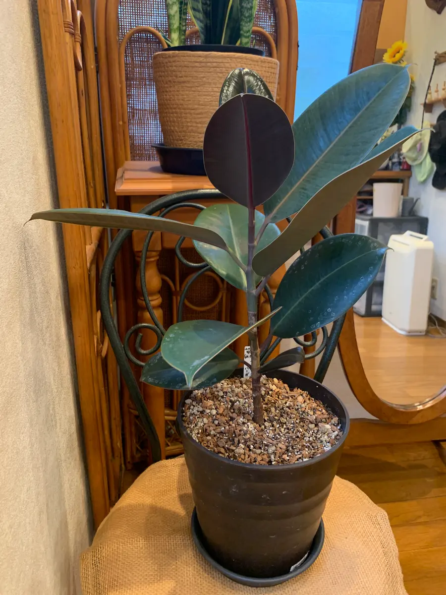 フィカス・バーガンディの挿し芽に挑戦する💪｜そだレポ（栽培レポート