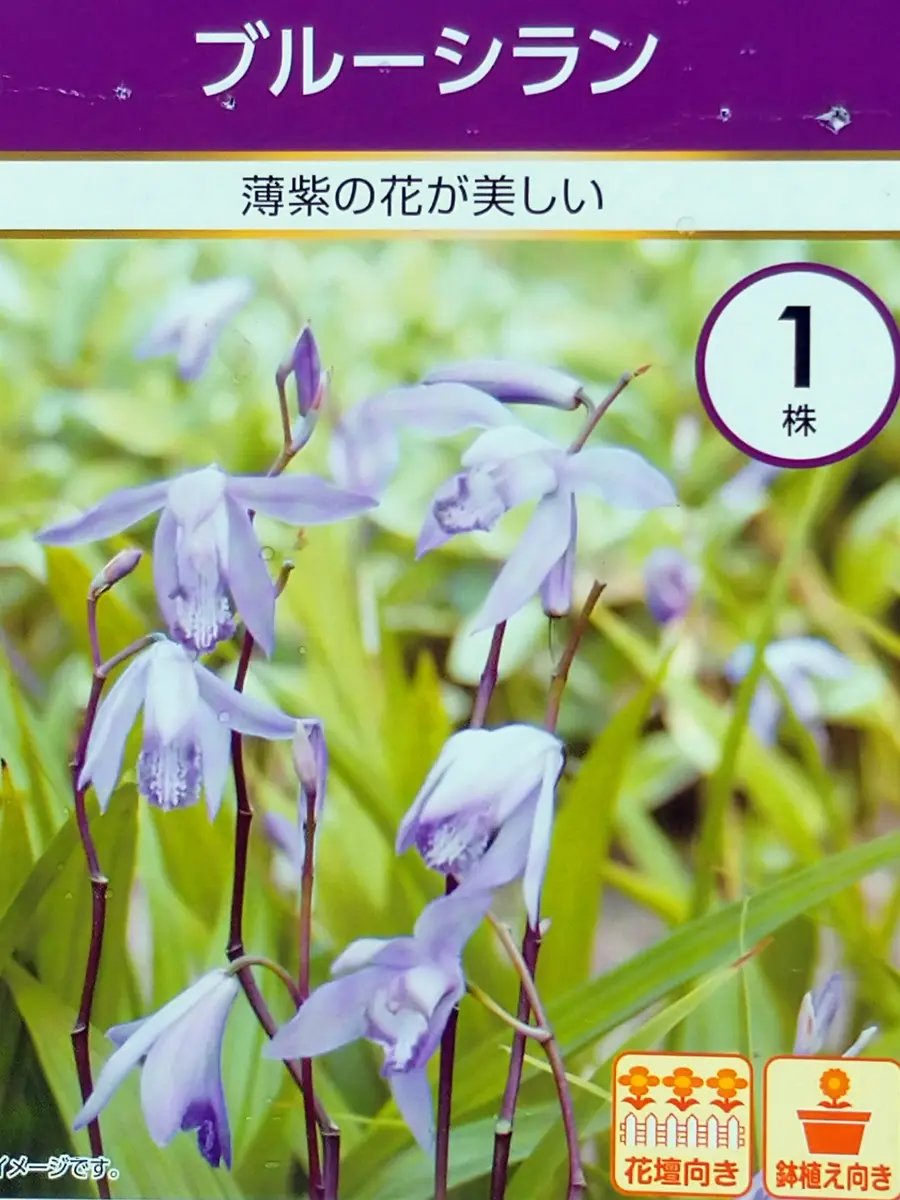 紫蘭ページ 薄紫のブルーシランを春に咲かせたい｜そだレポ（栽培レポート