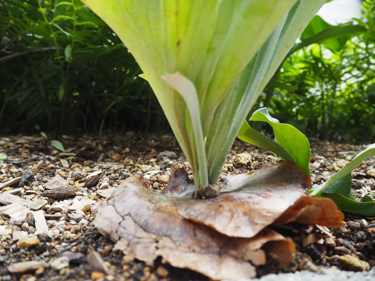 ✨縁起物の仮面付けビフルカツム✨ ✨縁起物の仮面付けビフルカツム✨ ビカクシダ ビフルカツム(板付