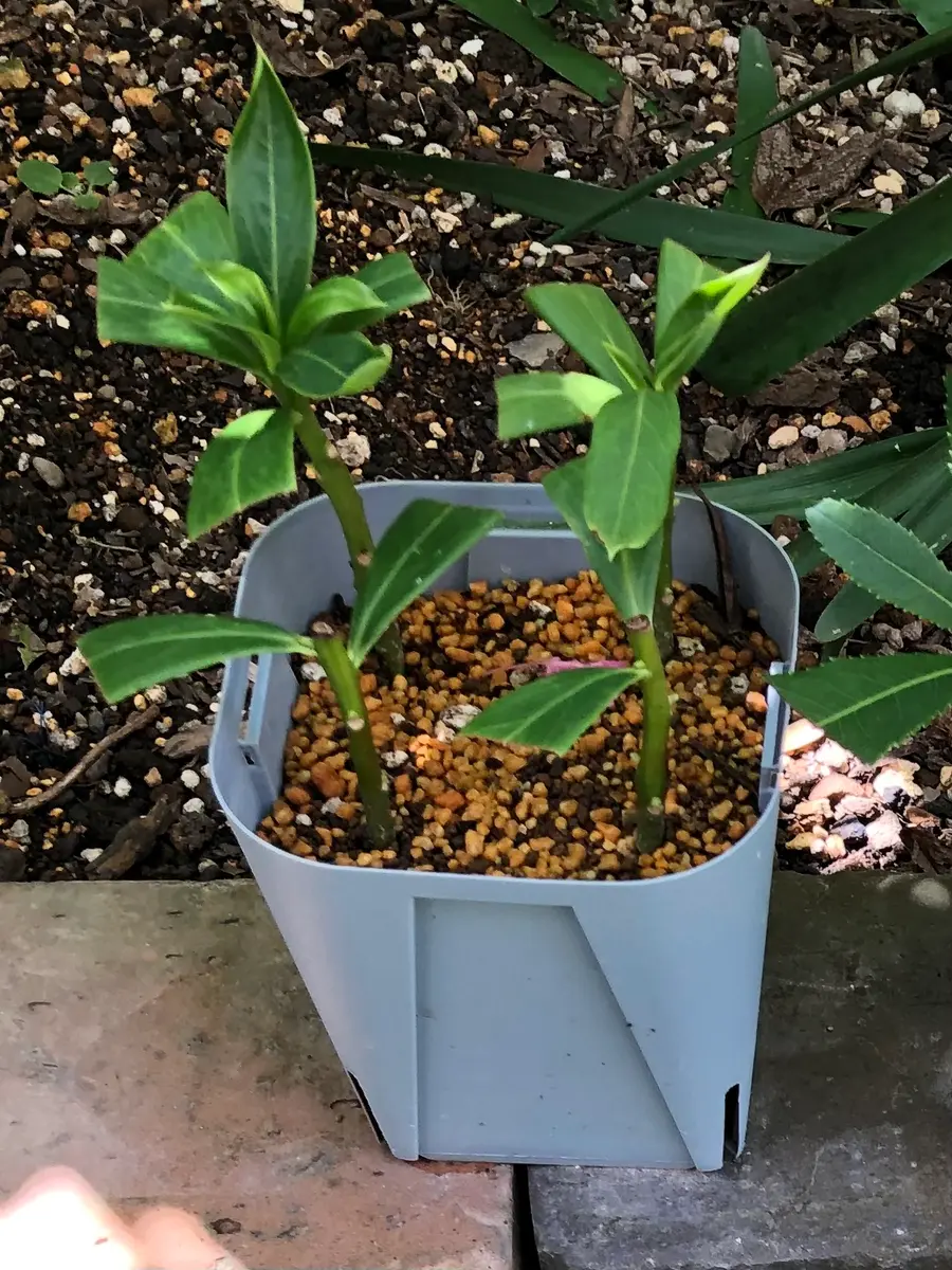 お得❢沈丁花挿し穂（ネコポスにはいるだけ 沈丁花(ジンチョウゲ)の挿し木の時期はいつ？成功率はどれくらい？