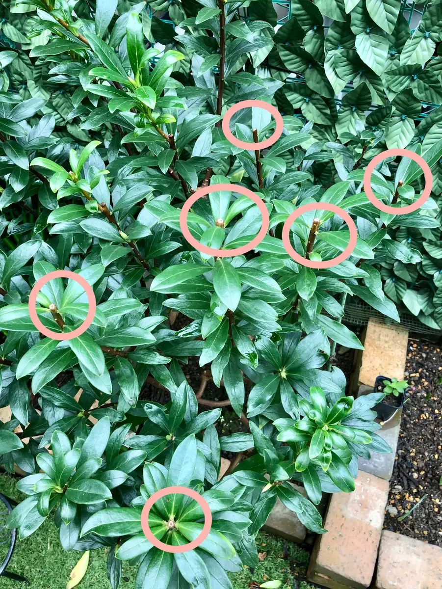 沈丁花ページ③ 2025.夏 終了/枯れました》毎日が楽しみ[挿し芽株も育ててい