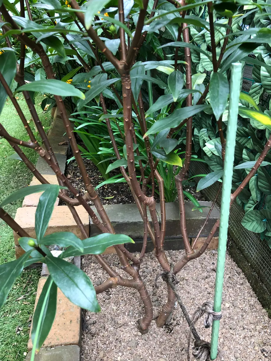 沈丁花ページ② 2025.夏 終了/枯れました》毎日が楽しみ［挿し芽株も育ててい